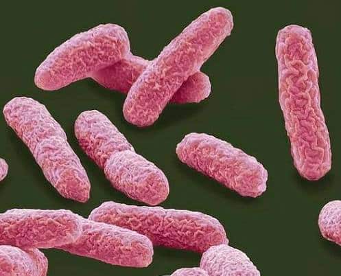 Bactérias do gênero Bacillus observadas por microscopia
